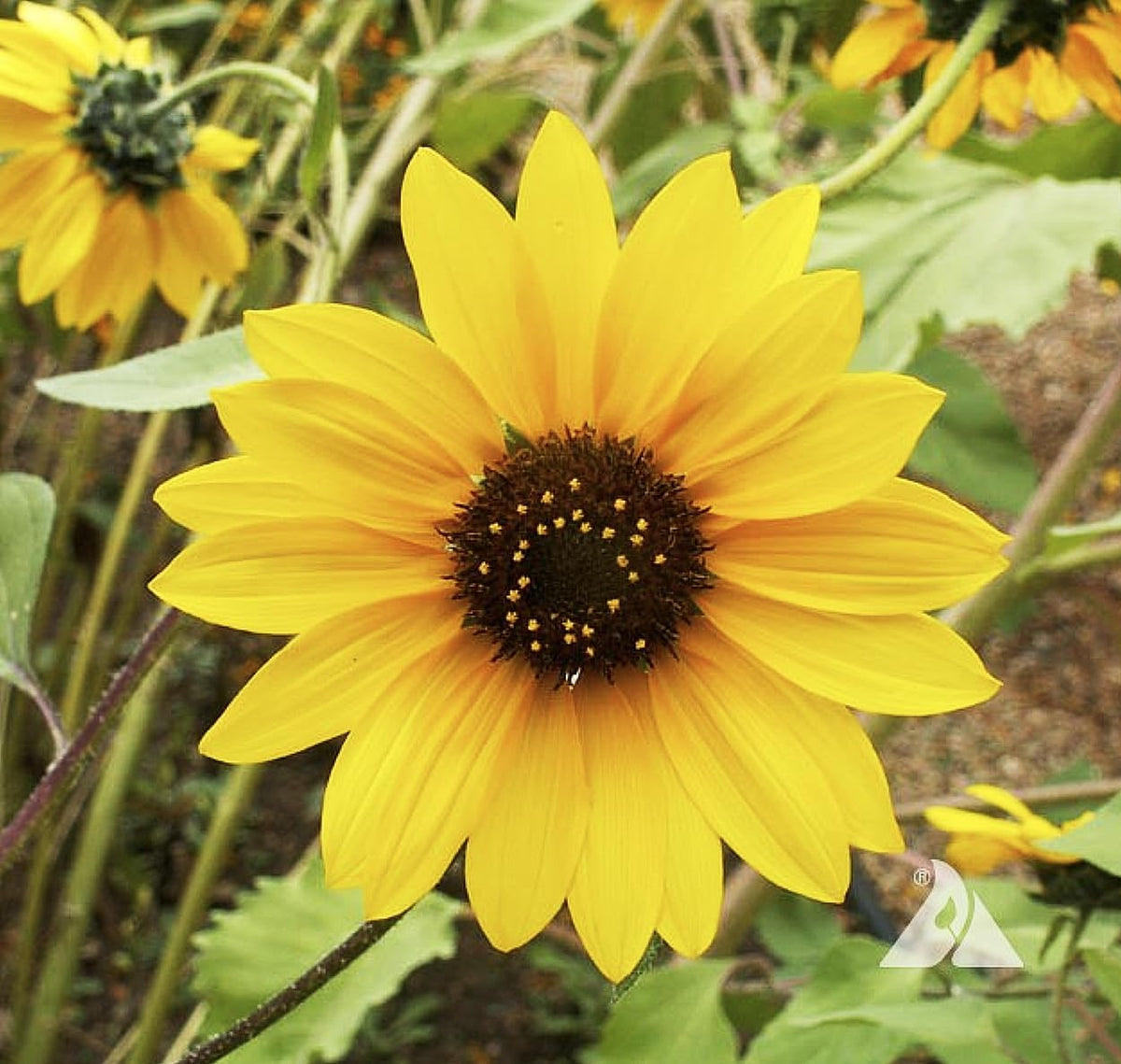 Marde Ross Wild Sunflower mature plant standing 2 to 8 feet tall in sunny garden