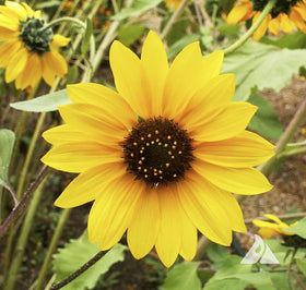 Marde Ross Wild Sunflower mature plant standing 2 to 8 feet tall in sunny garden