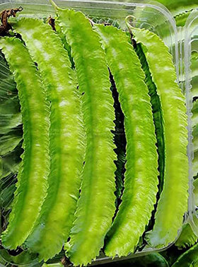 Marde Ross Winged Bean seeds pack ready for planting, offering versatile garden yield.