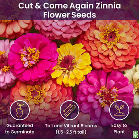 Marde Ross zinnia seeds 300-count ready for long-lasting cut flowers