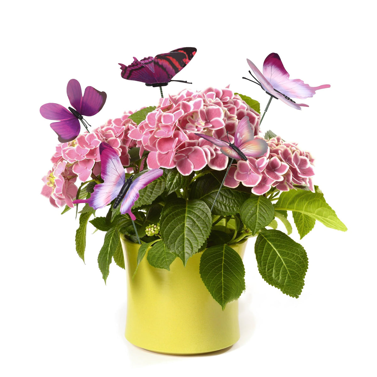 Gift-ready Marsrut butterfly stake set is attractively packaged for gifting.