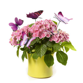 Gift-ready Marsrut butterfly stake set is attractively packaged for gifting.