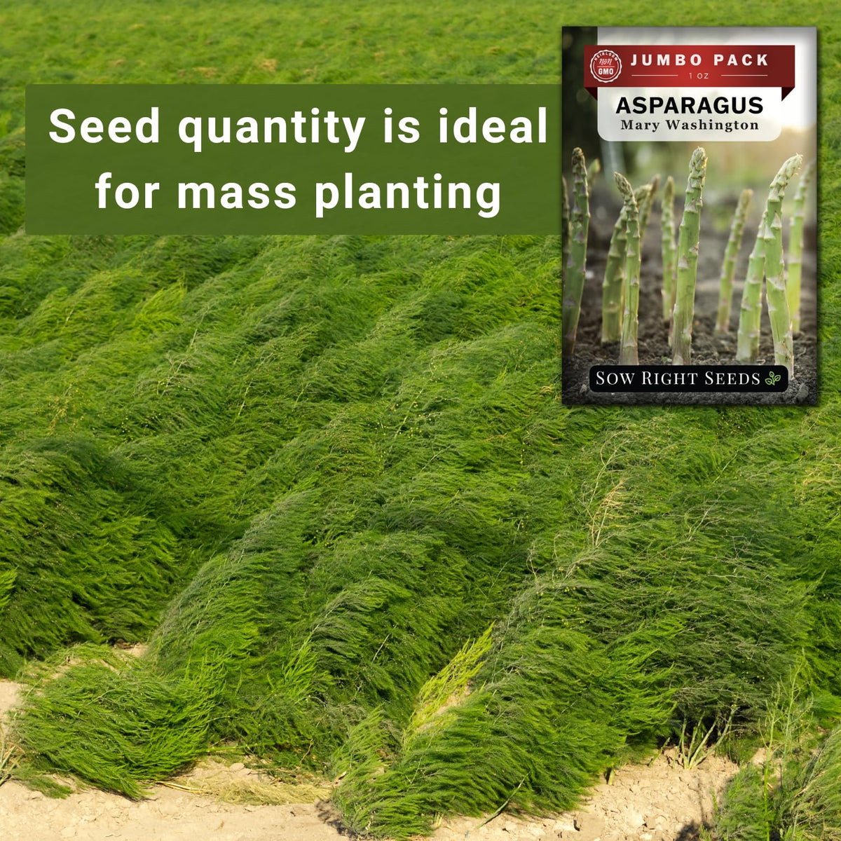 Mary Washington asparagus harvest-ready thick green stalks