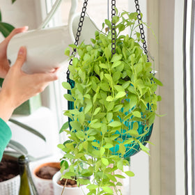 Maxcheck gift-ready packaging ideal for plant lovers