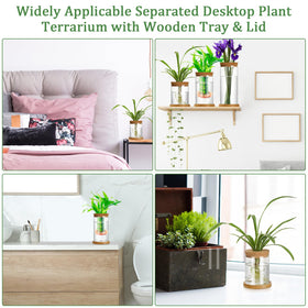 Maxcheck three-size propagation set ideal for home or office greenery.