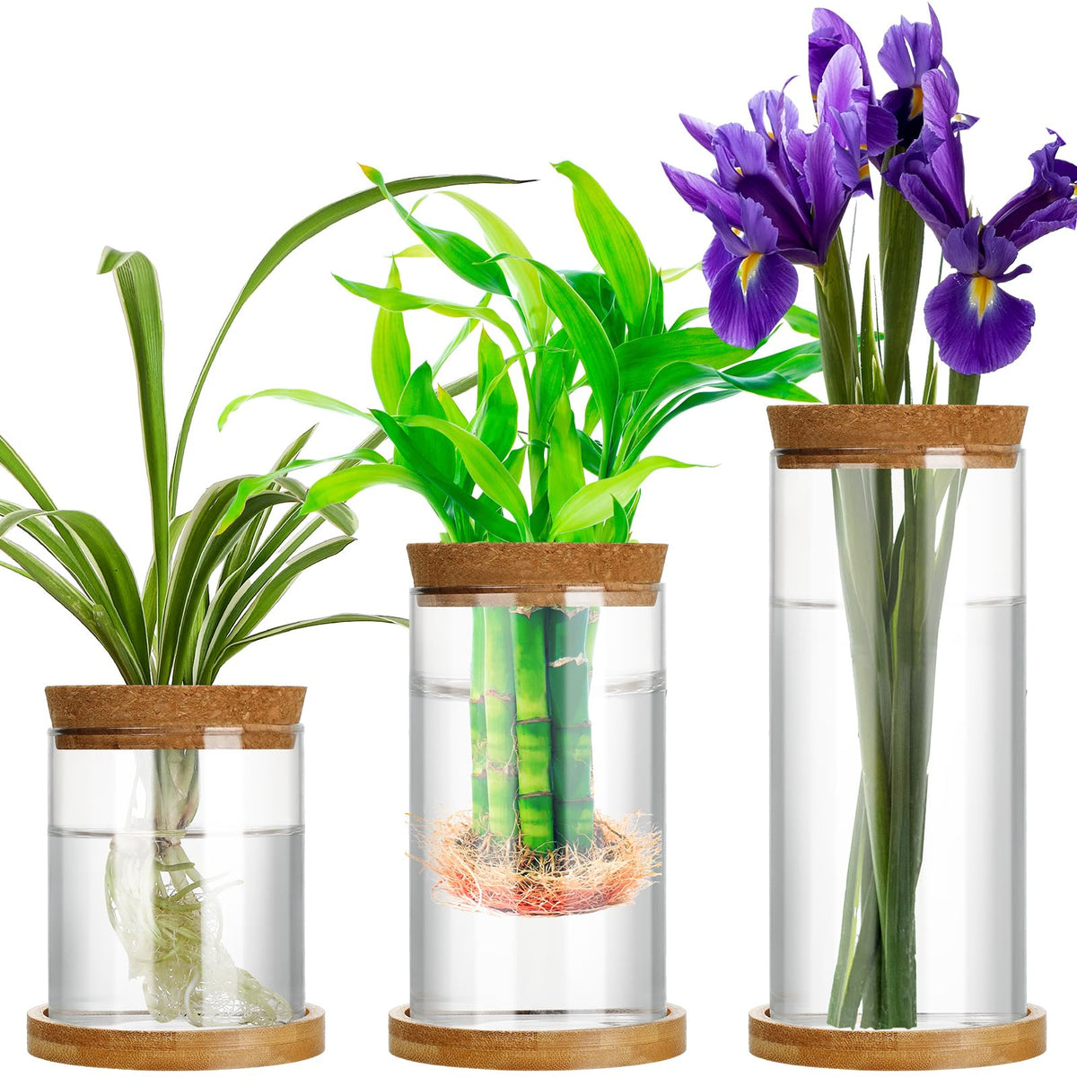 Maxcheck propagation vase in clear glass with wooden stand for easy root growth viewing.