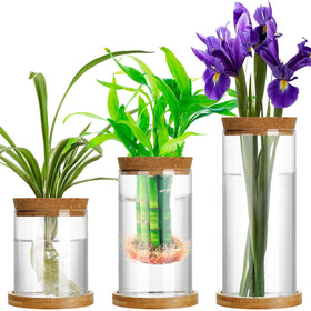 Maxcheck propagation vase in clear glass with wooden stand for easy root growth viewing.