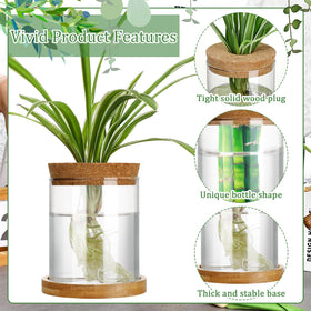 Maxcheck terrarium-style propagation vase suitable for plant displays.