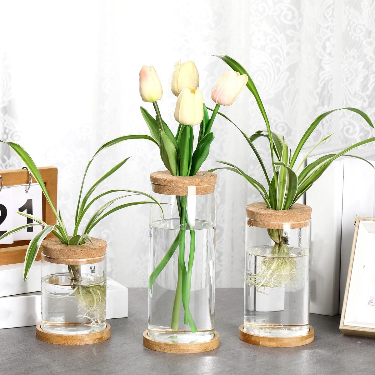 Maxcheck water propagation vase view highlighting transparent water level.