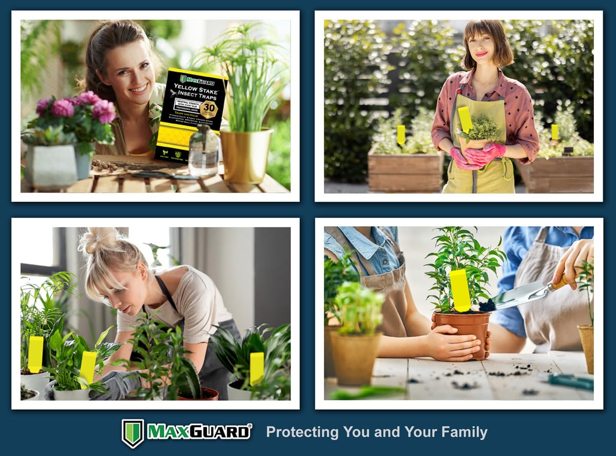 MaxGuard 30-pack sticky traps ready for seasonal pest control in gardens.