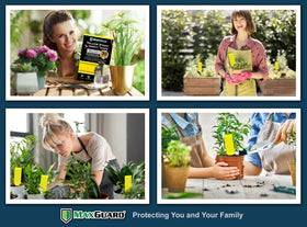 MaxGuard 30-pack sticky traps ready for seasonal pest control in gardens.