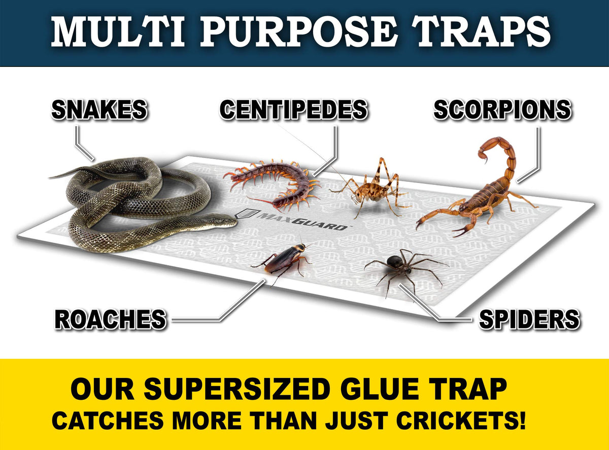 MaxGuard cricket trap non-toxic adhesive safe for families and pets