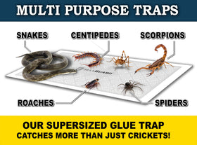 MaxGuard cricket trap non-toxic adhesive safe for families and pets