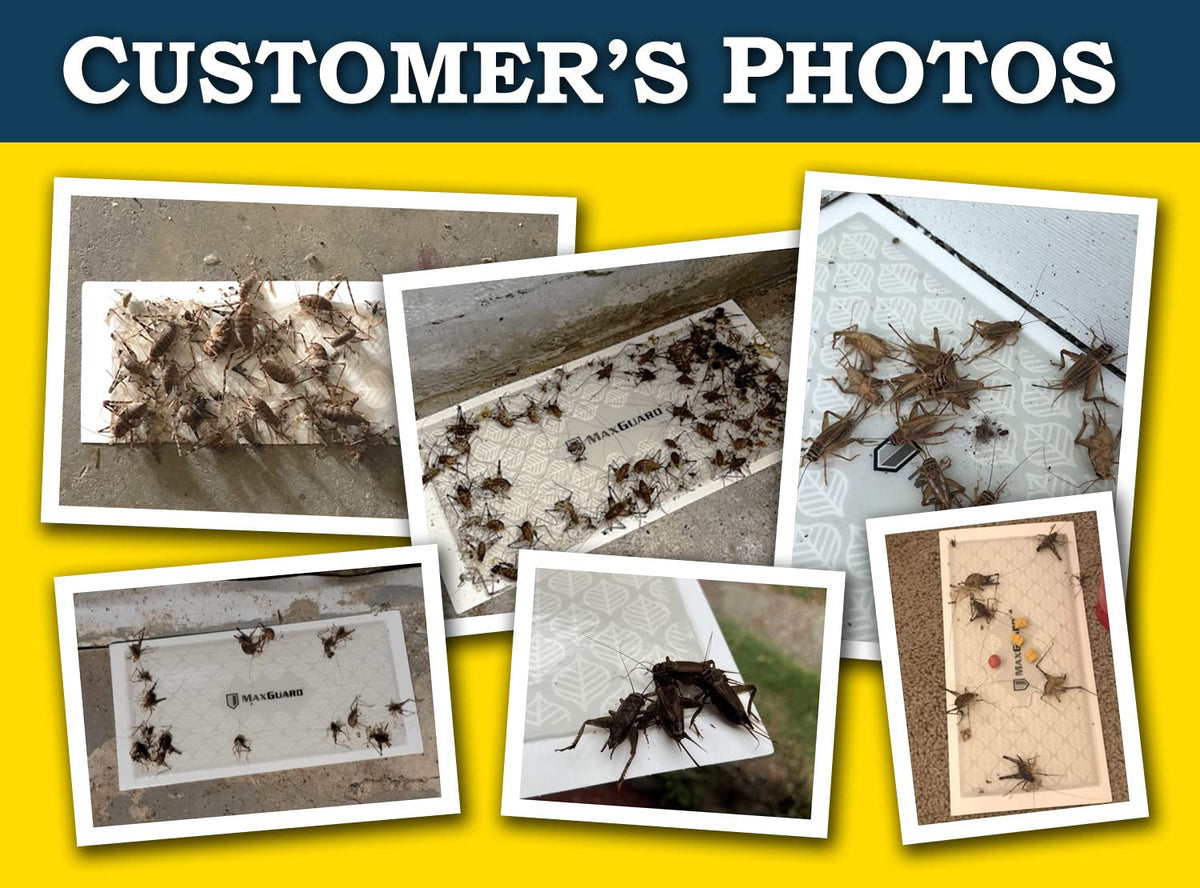 MaxGuard cricket trap prebaited glue trap simplifies pest management