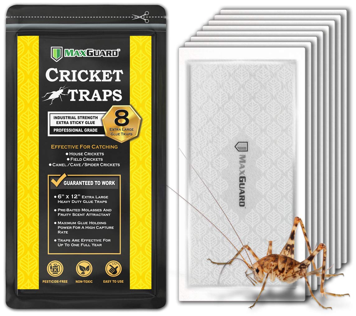 MaxGuard extra-large cricket traps eight-pack ready to capture crickets at home