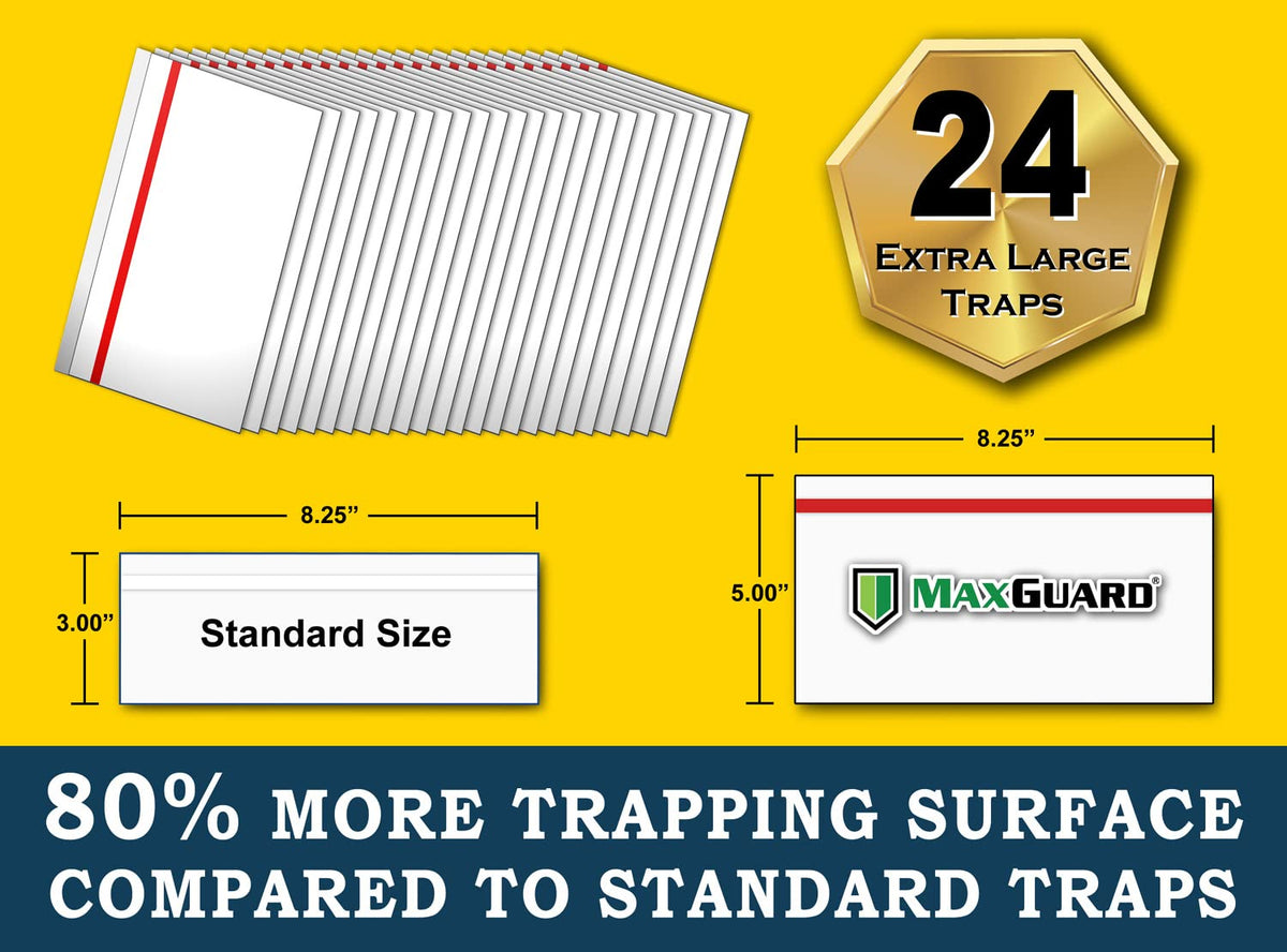 MaxGuard traps applied to glass showing safe, odorless insect capture.