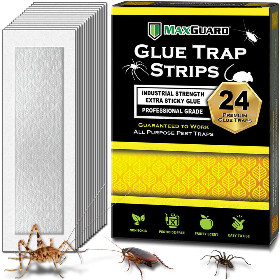 MaxGuard glue trap strips with fruity scent attractant for quick insect capture.