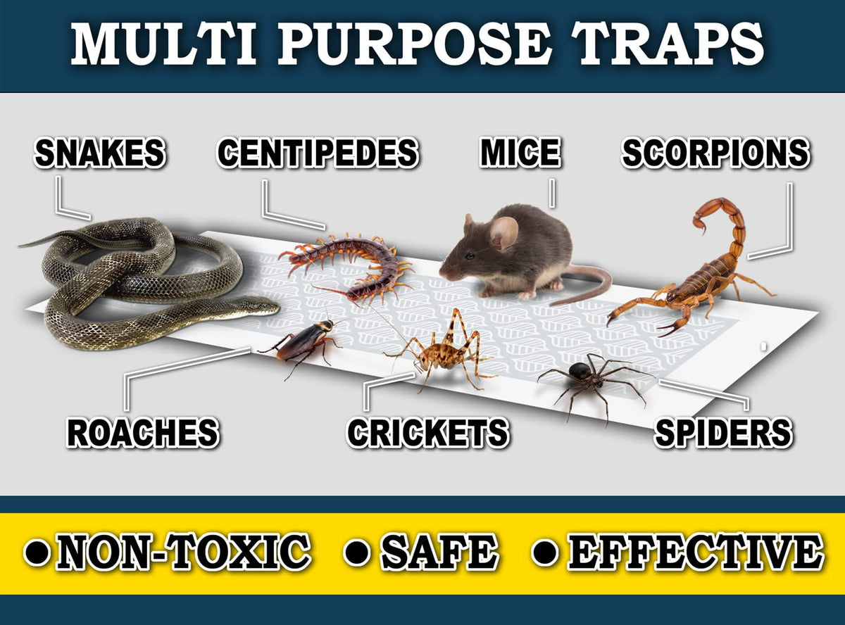 Traps placed along a baseboard demonstrate discreet pest monitoring.