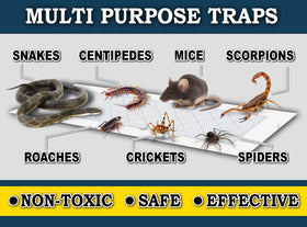Traps placed along a baseboard demonstrate discreet pest monitoring.