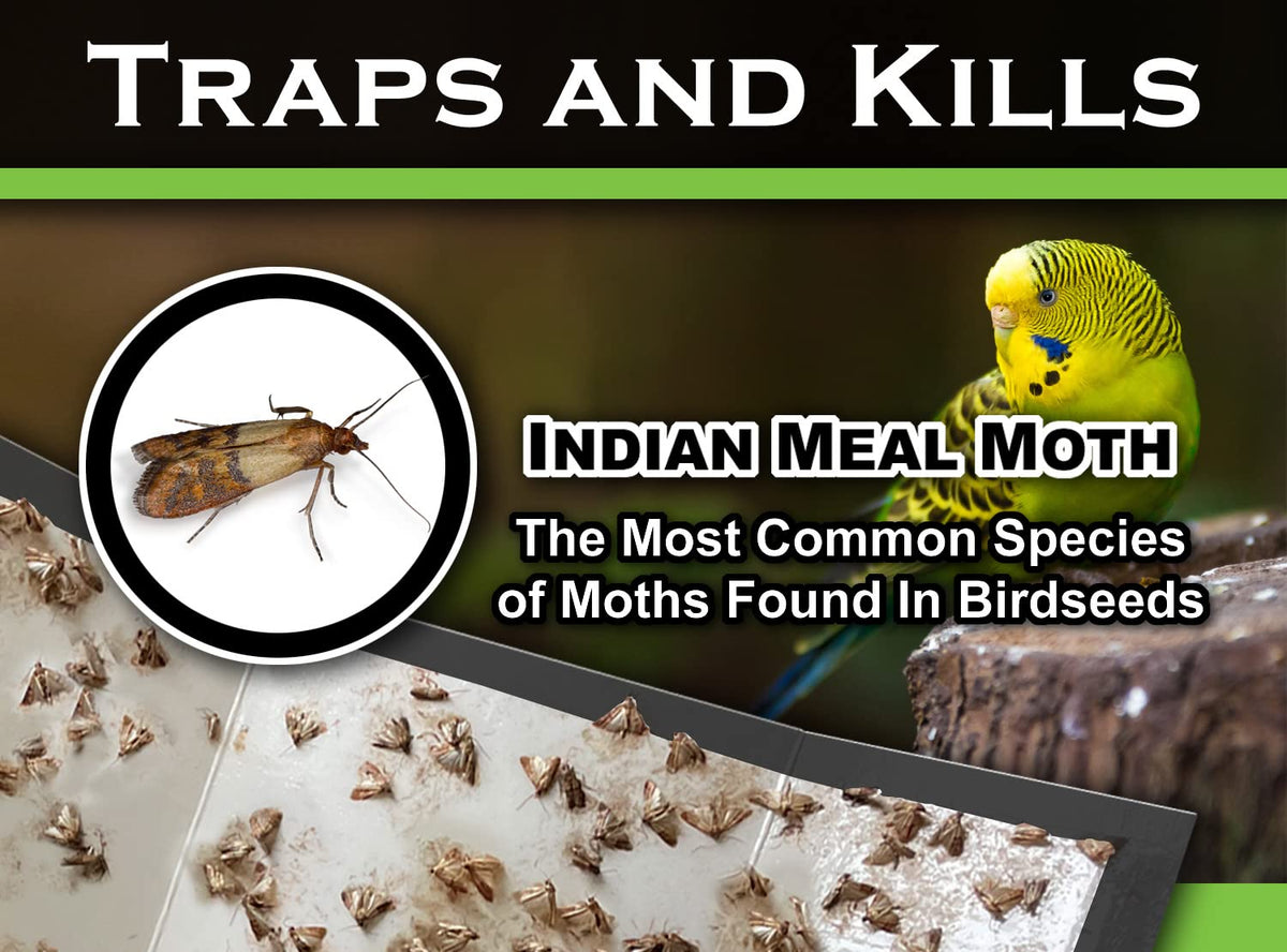 MaxGuard non-toxic glue trap is odorless and safe for food storage areas.