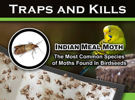MaxGuard non-toxic glue trap is odorless and safe for food storage areas.