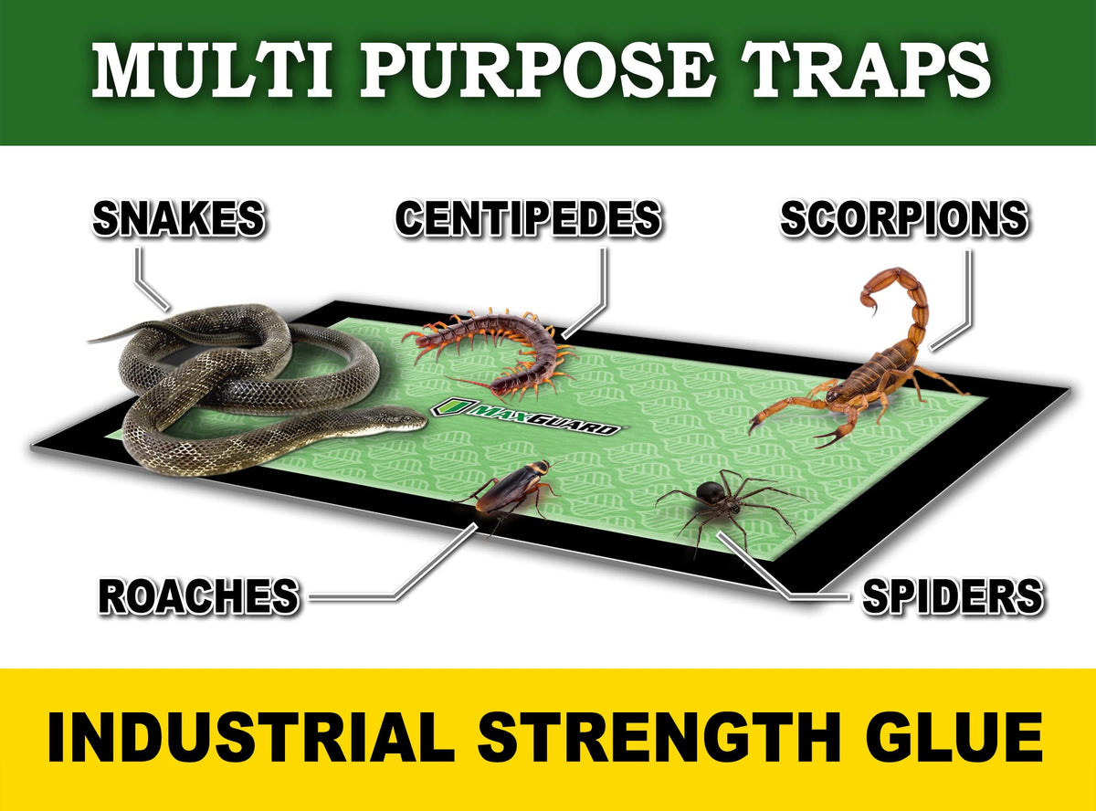 MaxGuard pre-baited trap with timed-release attractant in action against pests