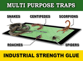 MaxGuard pre-baited trap with timed-release attractant in action against pests