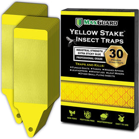 MaxGuard yellow stake trap assembled for quick, toxin-free pest control in potted plants.