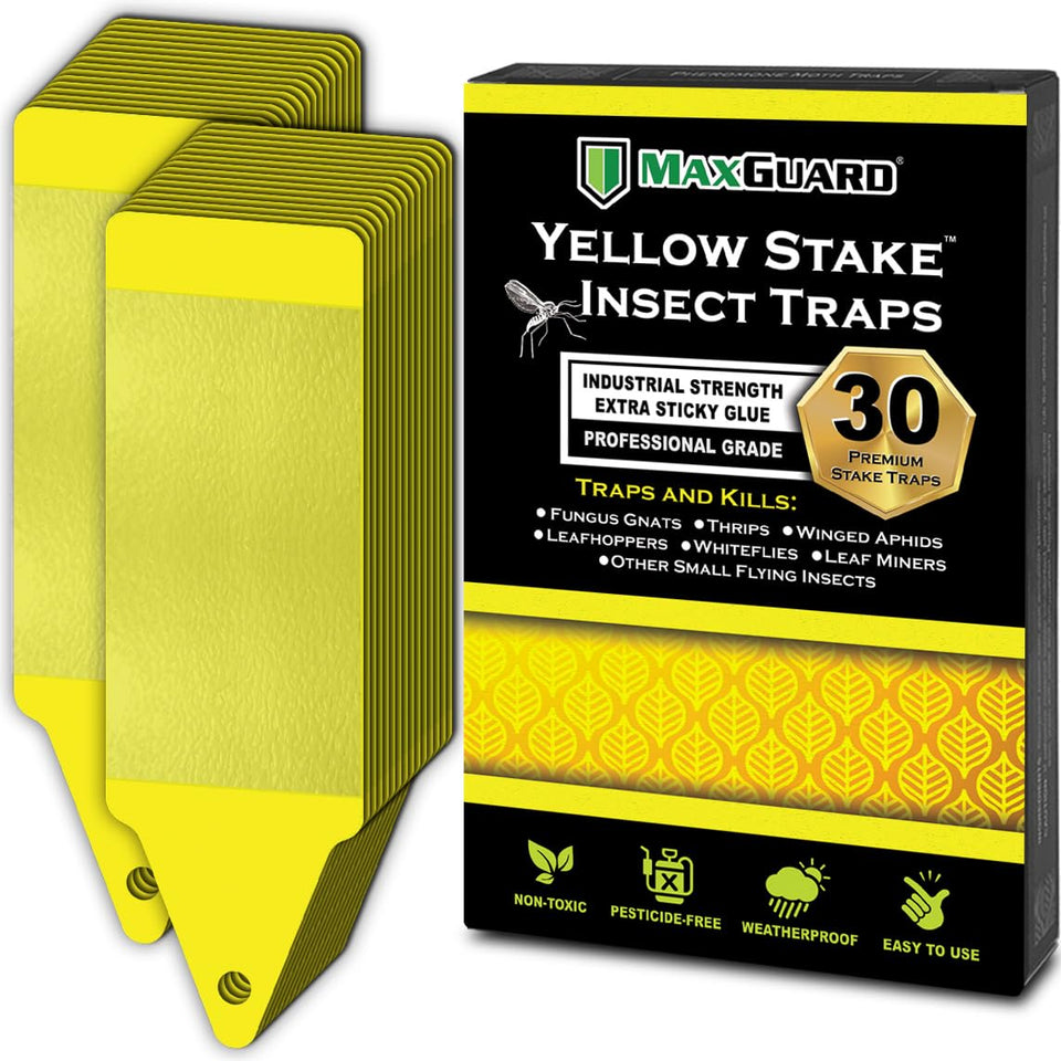 MaxGuard yellow stake trap assembled for quick, toxin-free pest control in potted plants.