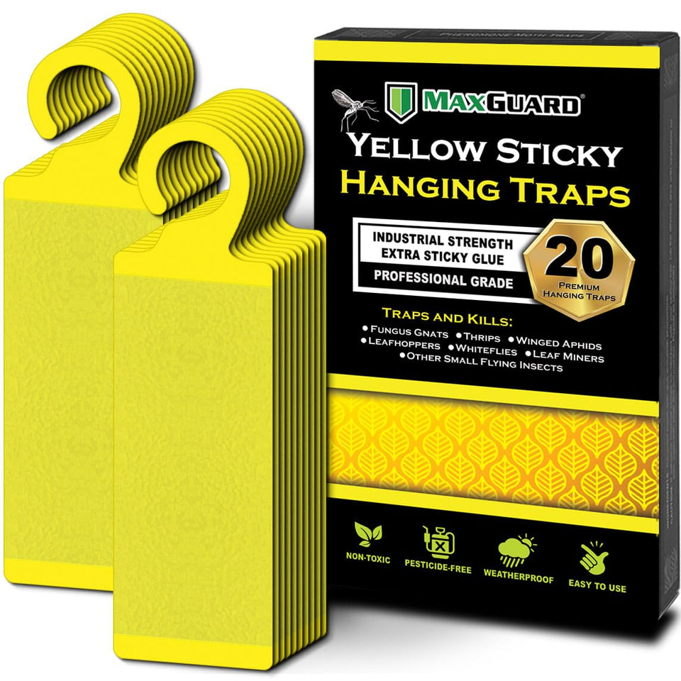 MaxGuard yellow sticky trap hanging near greenhouse racks catching flying gnats.