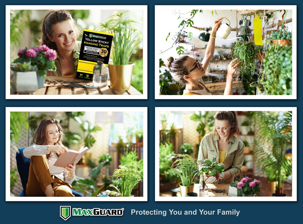 MaxGuard sticky trap on an indoor plant monitoring pest activity.