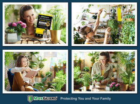 MaxGuard sticky trap on an indoor plant monitoring pest activity.