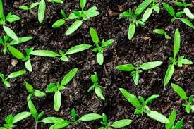 Mix 2 oz per gallon and apply weekly for ongoing support.