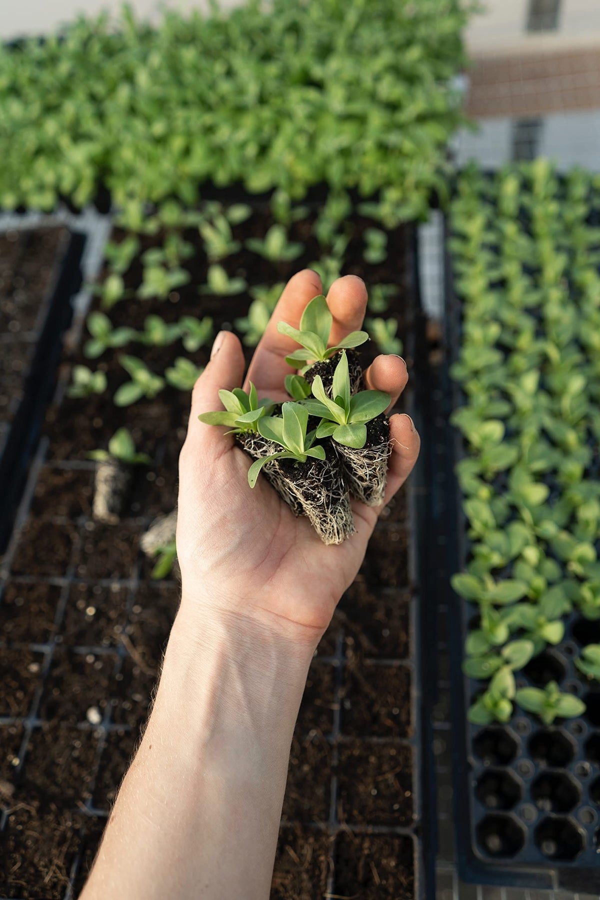 MAXIROOT is made in the USA and CDFA-listed.