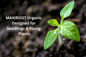 MAXIROOT fits seed starting routines for ready-to-pot seedlings.