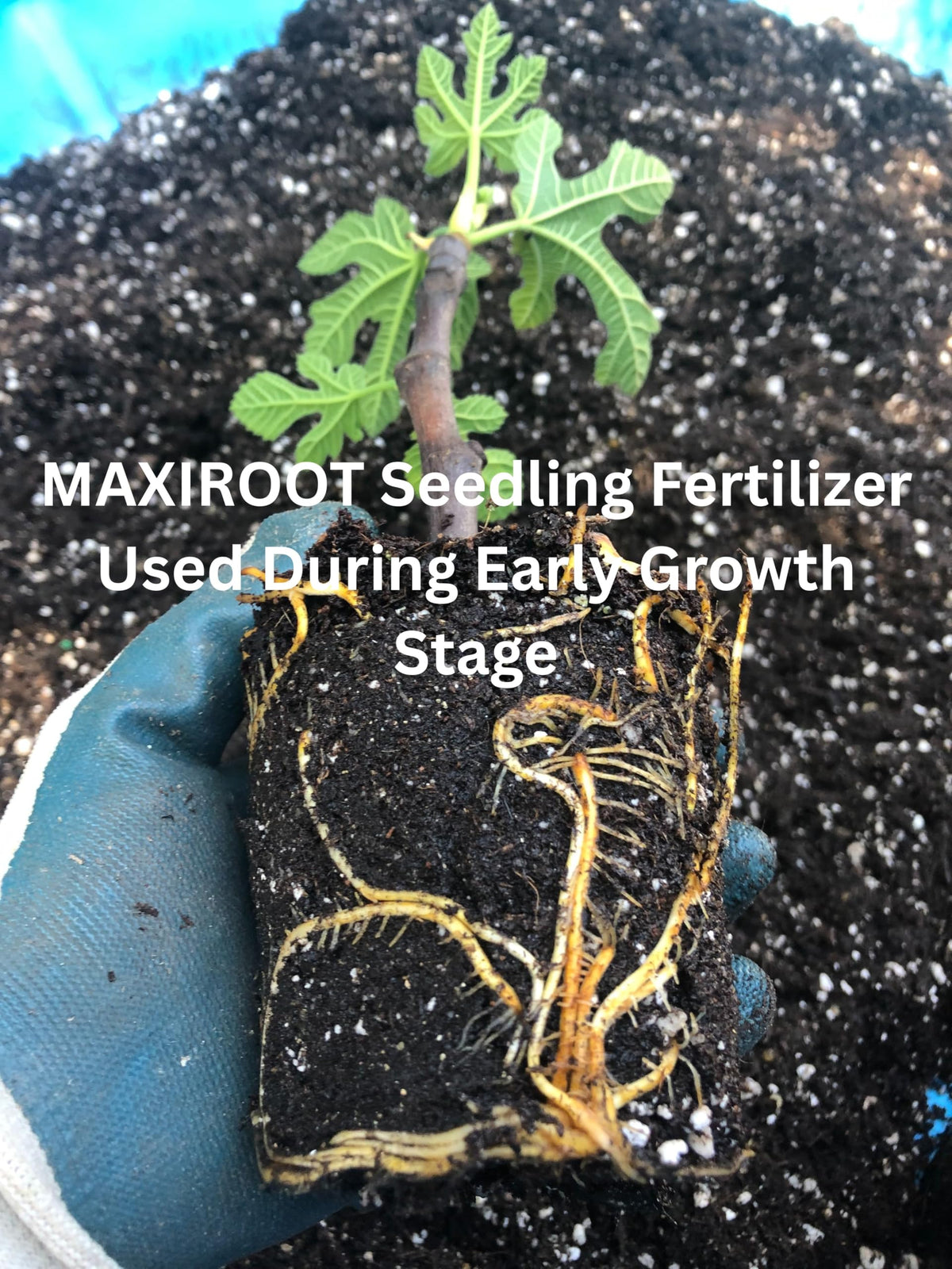 MAXIROOT supports sturdy stems and lush green leaves.