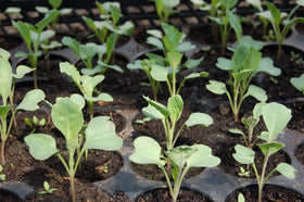 Gentle, plant-friendly nutrition suitable for herbs and vegetables.