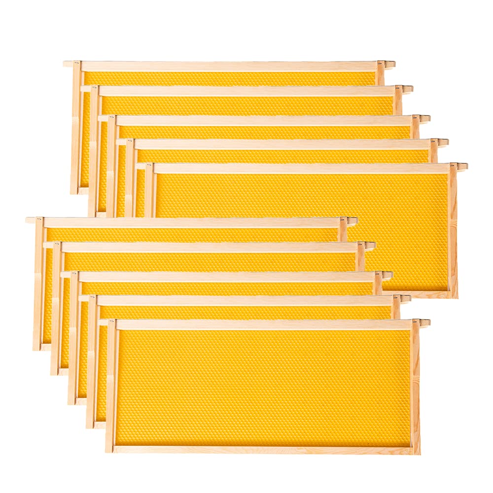 MayBee deep brood frame with beeswax foundation ready for rapid comb building.