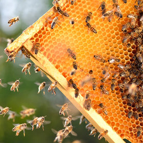 MayBee honey-colored foundation aids easy debris inspection in frames.