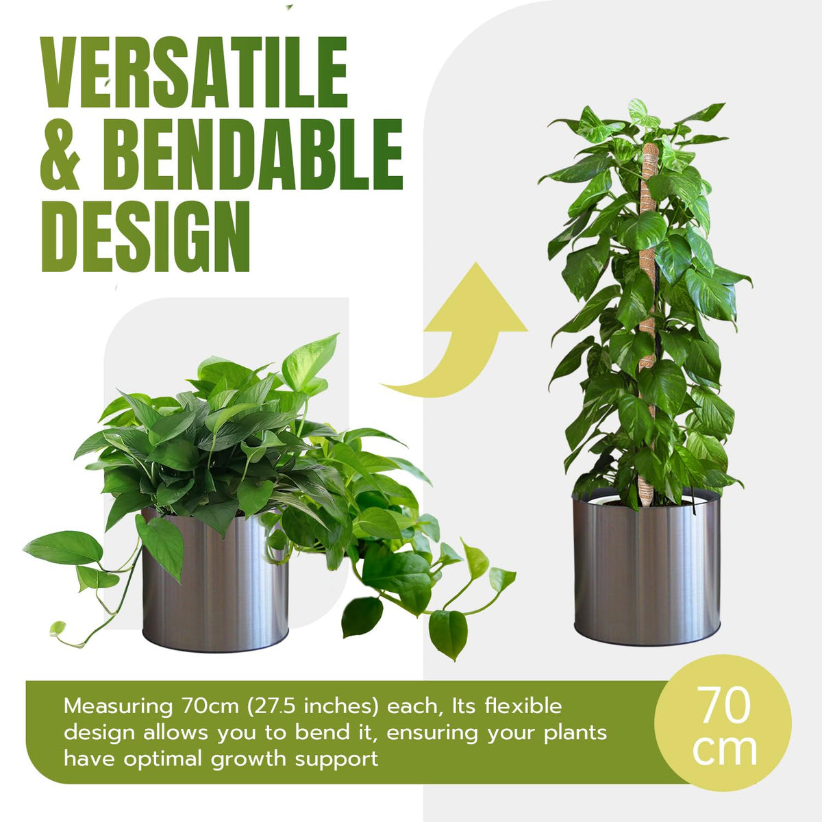 Mcbazel coco coir moss pole grips aerial roots naturally for healthier fenestrated leaves.