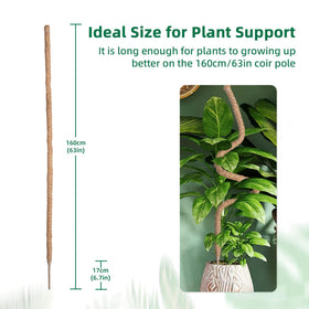 Mcbazel sturdy 5.25-foot stake sits beside tall plant for stable, wobble-free support.