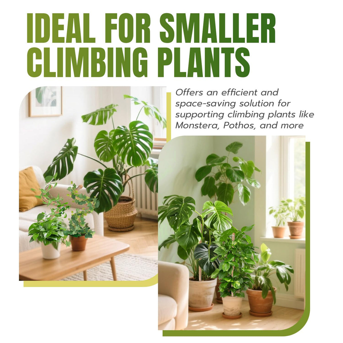 Mcbazel 2 pack moss poles provide versatile styling for multiple climbing plants.