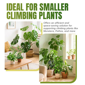 Mcbazel 2 pack moss poles provide versatile styling for multiple climbing plants.