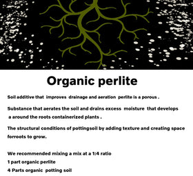 MDPQT perlite potting mix application demonstrates enhanced drainage for healthy root zones.