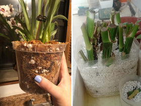 MDPQT perlite preventing soil compaction in containers supports better root growth.