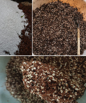 MDPQT perlite in a professional greenhouse setting aids uniform moisture and air balance.
