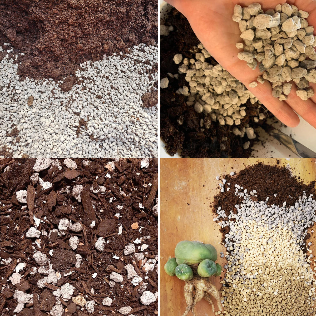 Pumice in succulent potting mix to enhance drainage in containers