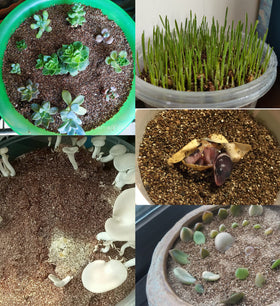 Soil structure demo with vermiculite illustrating improved aeration and drainage