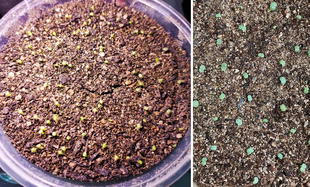 Storage bag of MDPQT vermiculite ready for home garden use
