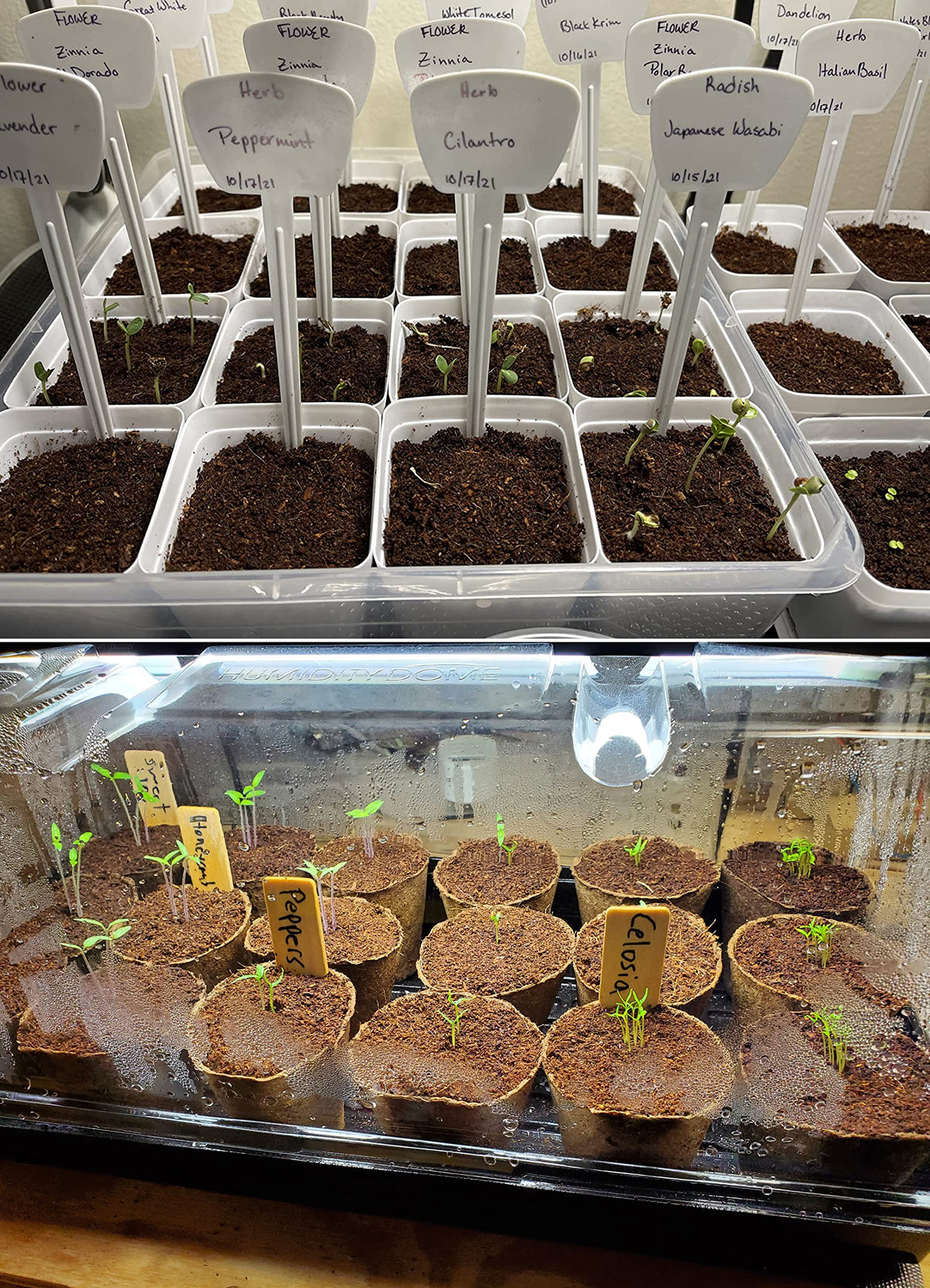 Watering simulation with vermiculite showing moisture management benefits